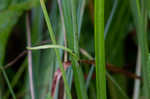 Small green wood orchid